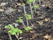 Currant cuttings in spring in New Paltz, N.Y.