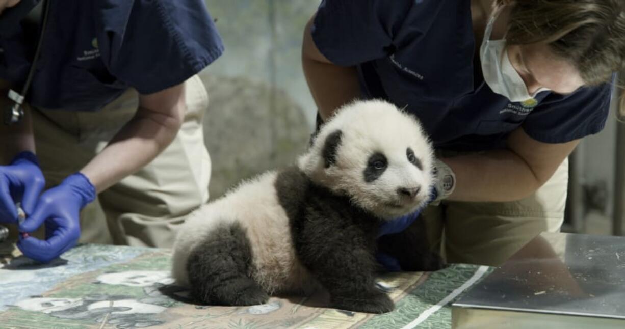 This handout photo released by the Smithsonian&#039;s National Zoo shows a panda cub named Xiao Qi Ji in Washington. The National Zoo has struck a new extension of its longstanding agreement with the Chinese government that will keep the zoo&#039;s iconic giant pandas in Washington for another three years.