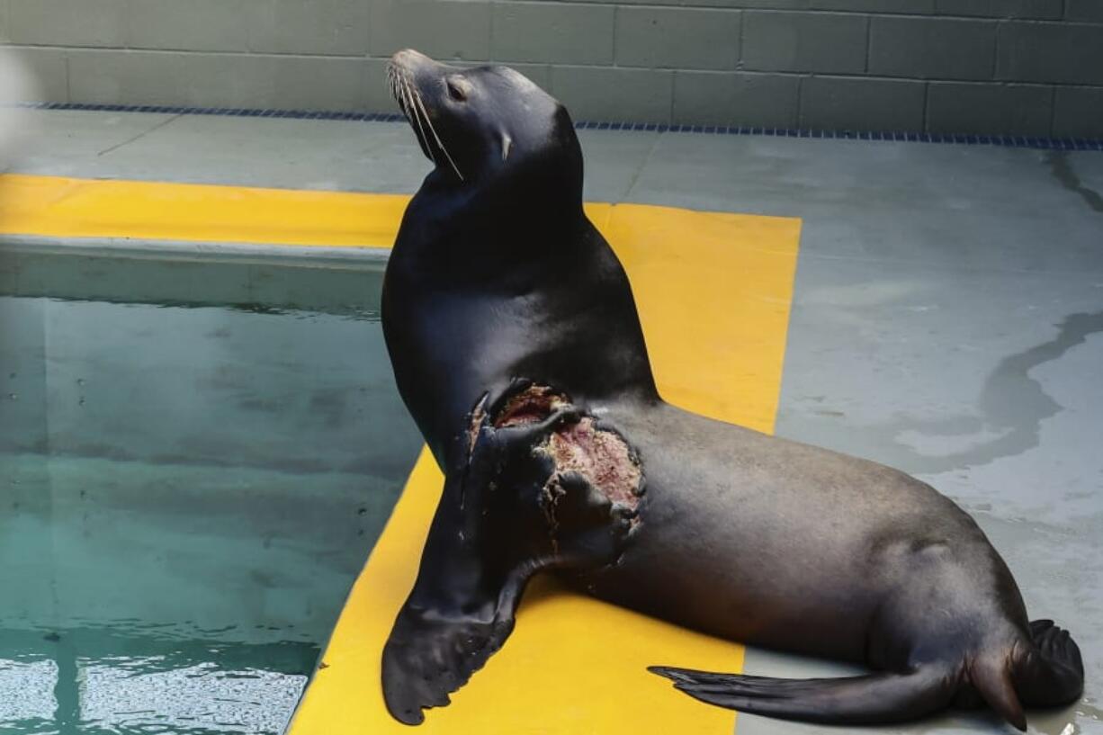 Jenya, a sea lion that was rehabilitated to treat a severe shark bite, domoic acid poisoning and malnutrition, at the center&#039;s hospital in Sausalito, Calif. The Marine Mammal Center said Monday that it had successfully released Jenya last week at Rodeo Beach in the Marin Headlands. (William D.