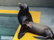 Jenya, a sea lion that was rehabilitated to treat a severe shark bite, domoic acid poisoning and malnutrition, at the center&#039;s hospital in Sausalito, Calif. The Marine Mammal Center said Monday that it had successfully released Jenya last week at Rodeo Beach in the Marin Headlands. (William D.