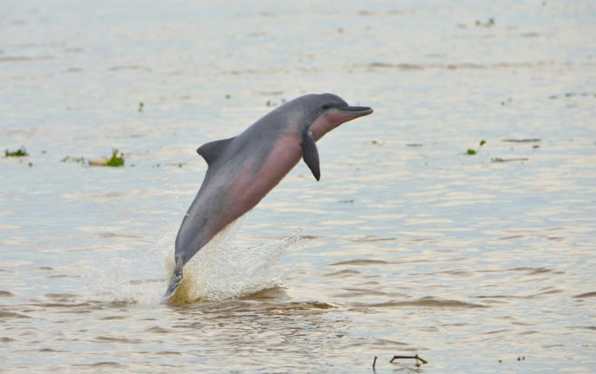 A report published by International Union for Conservation of Nature highlights that all four known freshwater dolphin species, including the tucuxi dolphin in the Amazon River system, are now threatened with extinction.