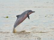 A report published by International Union for Conservation of Nature highlights that all four known freshwater dolphin species, including the tucuxi dolphin in the Amazon River system, are now threatened with extinction.