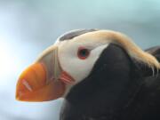 A tufted puffin in breeding plumage.