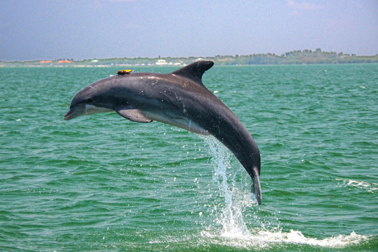 A resident Sarasota Bay dolphin leaping with suction-cup-mounted DTAG that records sounds and behavior for up to 24 hours. (Photo taken under NMFS Scientific Research Permit No.