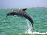 A resident Sarasota Bay dolphin leaping with suction-cup-mounted DTAG that records sounds and behavior for up to 24 hours. (Photo taken under NMFS Scientific Research Permit No.