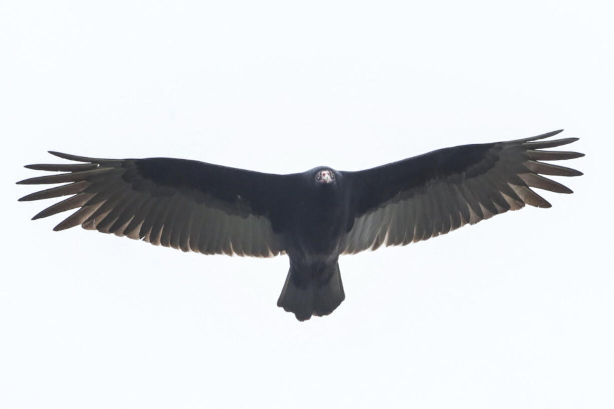 Hundreds of black vultures, with wingspans up to five feet, are congregating in the small Lancaster County, Pa., town of Marietta, destroying roofs, toppling garbage cans, and scaring residents. This bird was photographed Dec. 9.