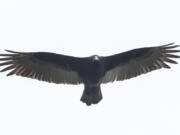 Hundreds of black vultures, with wingspans up to five feet, are congregating in the small Lancaster County, Pa., town of Marietta, destroying roofs, toppling garbage cans, and scaring residents. This bird was photographed Dec. 9.