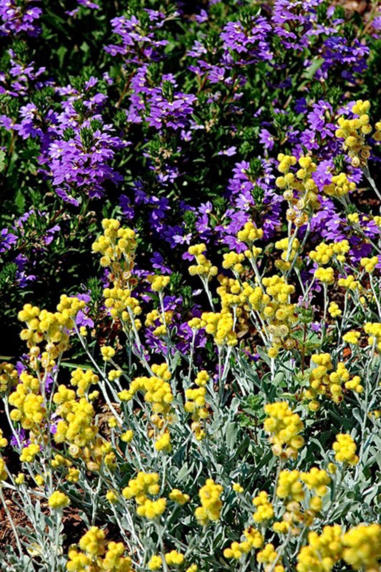 Flambe Yellow strawflower and Whirlwind Blue scaevola originate in Australia and are hardy in the U.S. summers.