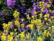 Flambe Yellow strawflower and Whirlwind Blue scaevola originate in Australia and are hardy in the U.S. summers.