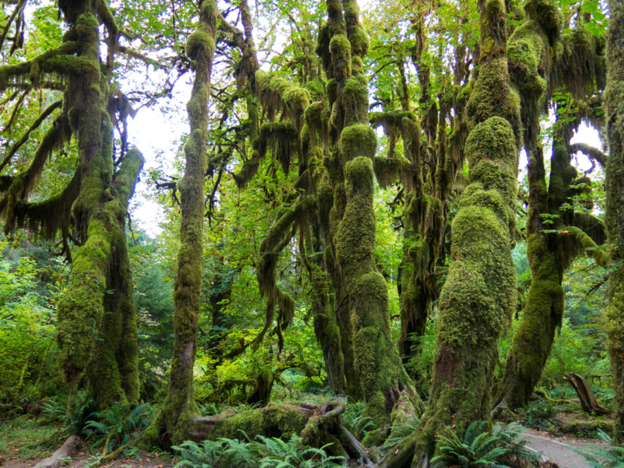 Olympic National Park is one location you can listen to on the website tree.fm, which offers sounds from forests around the world recorded by people who live near them.