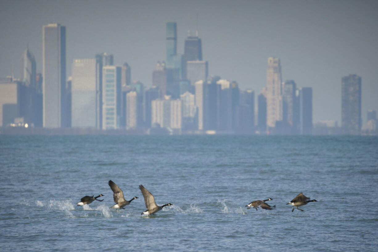 Geese fly off in front of the Chicago skyline near Rainbow Beach Park on Dec. 26.