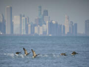 Geese fly off in front of the Chicago skyline near Rainbow Beach Park on Dec. 26.