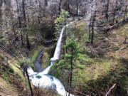 While much of the forest near Eagle Creek is charred, some areas of forest greenery survived the 2017 wildfire. The forest floor has also started its revival.