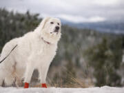 Bella enjoys the snowy terrain at the new Hauser Conservation Area on her final hike of 2020.