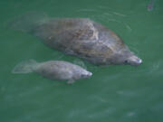 A manatee mom and calf seen Thursday gathering at their favorite cold-weather spot: the warm-water outflows from Florida Power &amp; Light&#039;s plant in Riviera Beach, Fla.