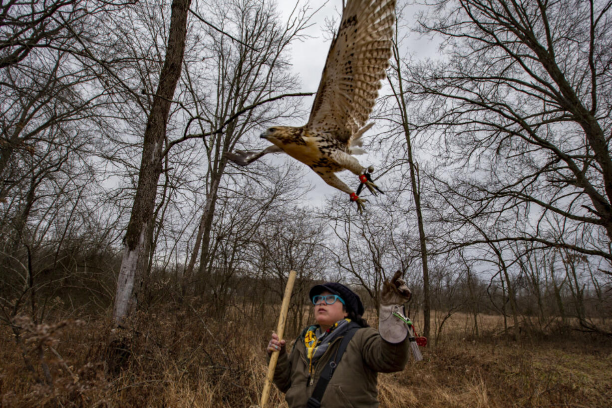 Jade Chen releases her red-tailed hawk, Candy Corn, during a hunt in early January in a wooded field in Grantville, Dauphin County, Pa. (Alejandro A.