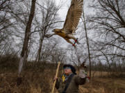 Jade Chen releases her red-tailed hawk, Candy Corn, during a hunt in early January in a wooded field in Grantville, Dauphin County, Pa. (Alejandro A.