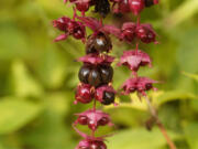 Oregon Grape plant with berries - Mahonia aquifolium (iStock.com)