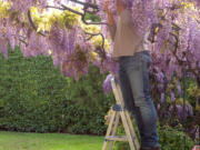 Proper pruning and support are critical to keeping wisteria under control.