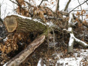 Damaged by last year&#039;s derecho storm, fallen trees are seen piled up at the Bill Jarvis Migratory Bird Sanctuary in Chicago near Belmont Harbor on Friday, Jan. 19, 2021. (Jose M.