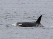 According to new research, female orcas are most thrown off from foraging when boats and vessels intrude closer than 400 yards.