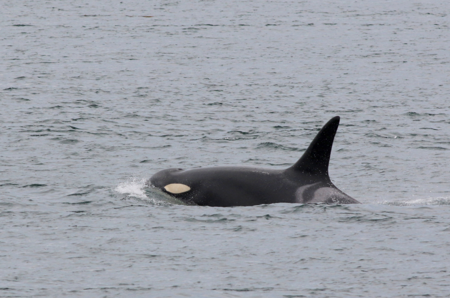 According to new research, female orcas are most thrown off from foraging when boats and vessels intrude closer than 400 yards.
