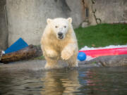 Nora the polar bear dives into her pool at the Oregon Zoo in 2016.