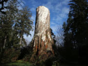 Klootchy Creek County Park, found between Seaside and Cannon Beach on the north Oregon coast, is home to a dead Sitka spruce that was once the largest tree in Oregon.