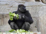 Frank, a gorilla, eats lettuce at the San Diego Zoo Safari Park on May 19. (K.C.