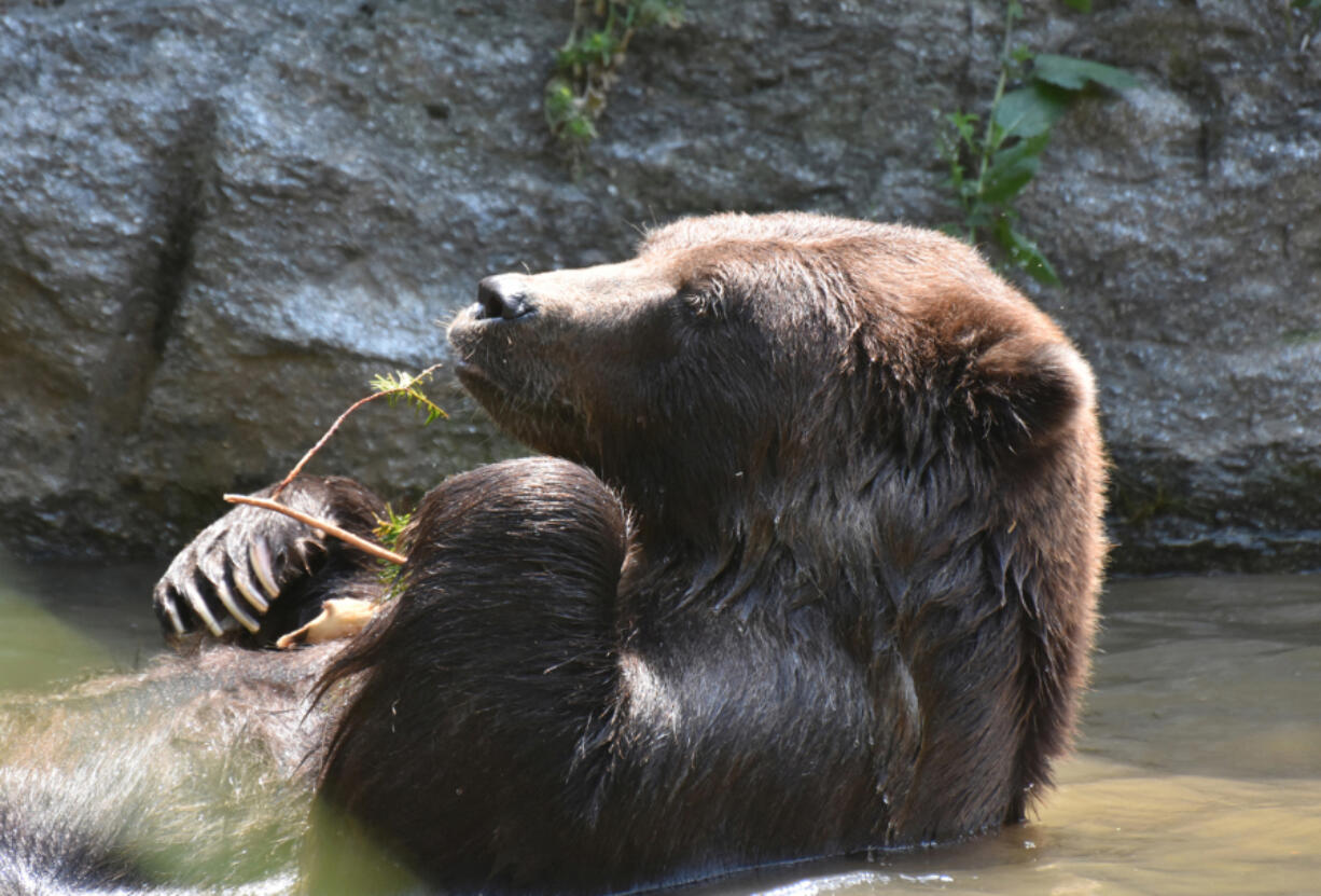 A study led by University of Idaho graduate student Savannah Rogers and associate professor of wildlife sciences Ryan Long, published in Functional Ecology, shows that grizzly bears in Yellowstone National Park bathe in cool water to prevent overheating.