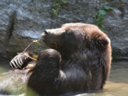 A study led by University of Idaho graduate student Savannah Rogers and associate professor of wildlife sciences Ryan Long, published in Functional Ecology, shows that grizzly bears in Yellowstone National Park bathe in cool water to prevent overheating.