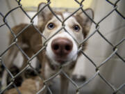 Holly, a husky puppy, stares out from her kennel at the West Columbia Gorge Humane Society in Washougal.