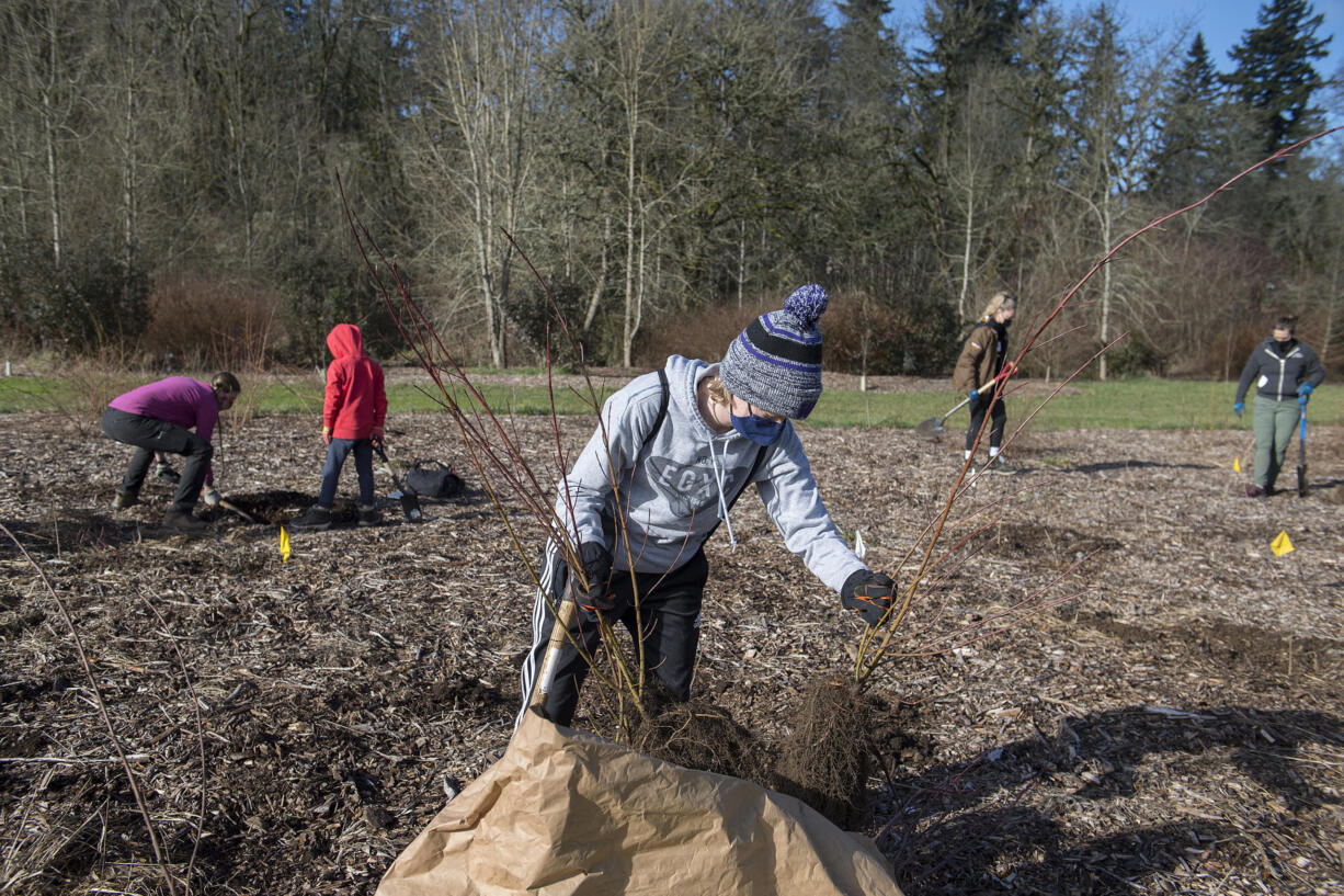 Leia McWilliams of Vancouver lends a hand to the native tree planting at Meadowbrook North on Monday morning.