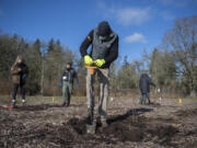 Francisco Flores of Amazon, center, joins fellow volunteers as they plant native trees  on Monday morning during the Martin Luther King Day of Service at Meadowbrook North. Over 50 volunteers came out to the event hosted by the Lower Columbia Estuary Partnership, which was aimed at restoring native habitat and improving water quality of Burnt Bridge Creek in Vancouver. Over 300 trees were planted.