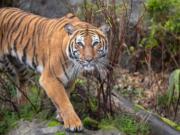 Woodland Park Zoo's first female Malayan tiger, Azul (Jeremy Dwyer-Lindgren/Woodland Park Zoo )