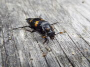 This November 2020 photo provided by Dr. Vanessa R. Lane shows a Nicrophorus orbicollis beetle in Georgia. Burying beetles scout for a dead mouse or bird, dig a hole and bury it, pluck its fur or feathers, roll its flesh into a ball and cover it in goop _ all to feed their future offspring. Now scientists think that goo might do more than just slow down decay. It also appears to hide the scent of the decomposing bounty and boosts another odor that repels competitors. (Vanessa R. Lane via AP) (Vanessa R.