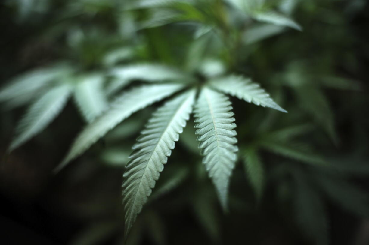 FILE - In this Aug. 15, 2019, file photo, marijuana grows at an indoor cannabis farm in Gardena, Calif. The leading cannabis industry group in California announced Tuesday, Jan. 19, 2021, it had reached an agreement with a state credit union that will provide access to checking and other banking services for marijuana companies, ending what had been a longstanding obstacle for many businesses.