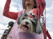 FILE -- This April 29, 2017 file photo shows Aja, a Biewer Terrier, watching the DockDogs competition, from a jacket pocket of her owner Charli Yarbrough, during the annual Pet Lovers&#039; Extravaganza in Virginia Beach, Va. The American Kennel Club announced Monday, Jan. 4, 2021, that the Biewer Terrier has received full recognition, and is eligible to compete in the Toy Group, bringing the number of AKC-recognized breeds to 197.