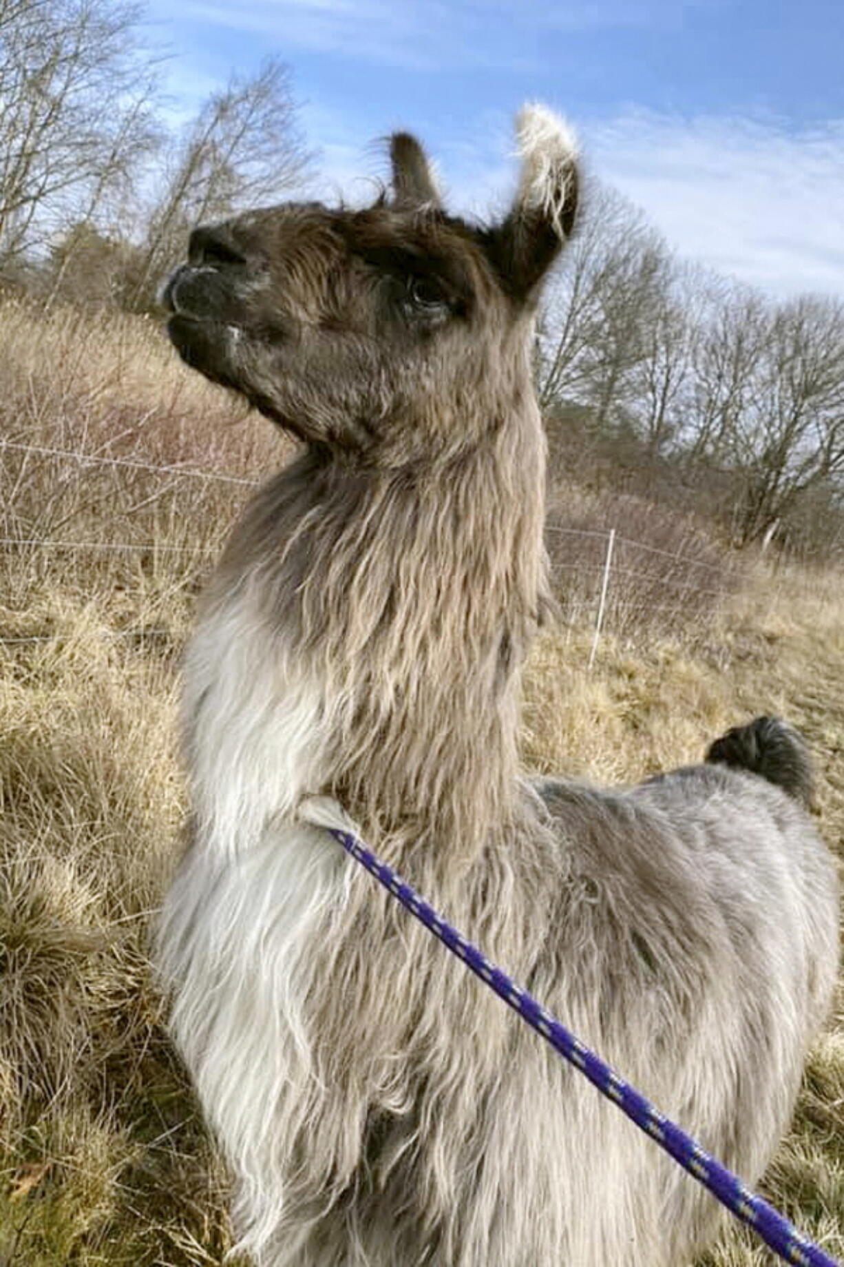 This Monday, Jan. 4, 2021, photo released by Newburyport/West Newbury Animal Control shows a male llama that was found Monday alone in a field near Interstate 95 in Newburyport, Mass. The llama was temporarily kept at a local farm until its owner could be located.