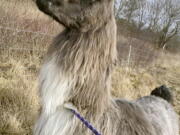 This Monday, Jan. 4, 2021, photo released by Newburyport/West Newbury Animal Control shows a male llama that was found Monday alone in a field near Interstate 95 in Newburyport, Mass. The llama was temporarily kept at a local farm until its owner could be located.