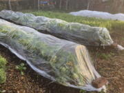 Hardy vegetables such as lettuce, endive, and arugula can be harvested well into autumn even in northern gardens with some protection from &quot;tunnels&quot; covered with clear plastic or row covers.