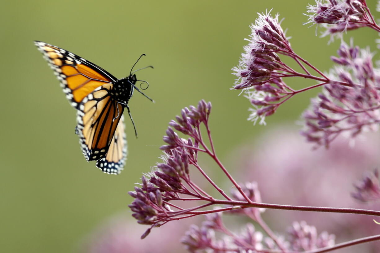 A Monarch butterfly flies to Joe Pye weed, in Freeport, Maine. Monarch butterflies are among well-known species that best illustrate insect problems and declines, according to University of Connecticut entomologist David Wagner, lead author in a special package of studies released Jan. 11, written by 56 scientists from around the globe. (Robert F.