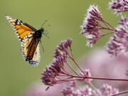 A Monarch butterfly flies to Joe Pye weed, in Freeport, Maine. Monarch butterflies are among well-known species that best illustrate insect problems and declines, according to University of Connecticut entomologist David Wagner, lead author in a special package of studies released Jan. 11, written by 56 scientists from around the globe. (Robert F.