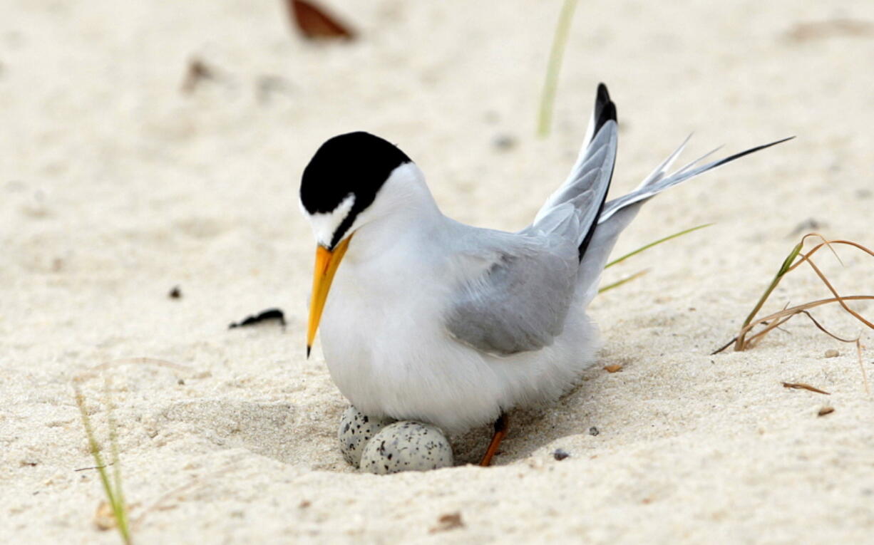 A least tern checks her two eggs on the beach in Gulfport, Miss.