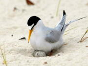 A least tern checks her two eggs on the beach in Gulfport, Miss.