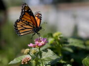 A monarch butterfly is seen in Vista, Calif., in 2015. The number of western monarchs wintering along the California coast has plummeted, researchers announced Tuesday.