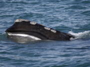 FILE - In this March 28, 2018 file photo, a North Atlantic right whale feeds on the surface of Cape Cod bay off the coast of Plymouth, Mass. The Switzerland-based International Union for Conservation of Nature said Thursday, July 9, 2020, it is moving the North Atlantic right whale from &quot;endangered&quot; to &quot;critically endangered&quot; on its Red List of jeopardized species.