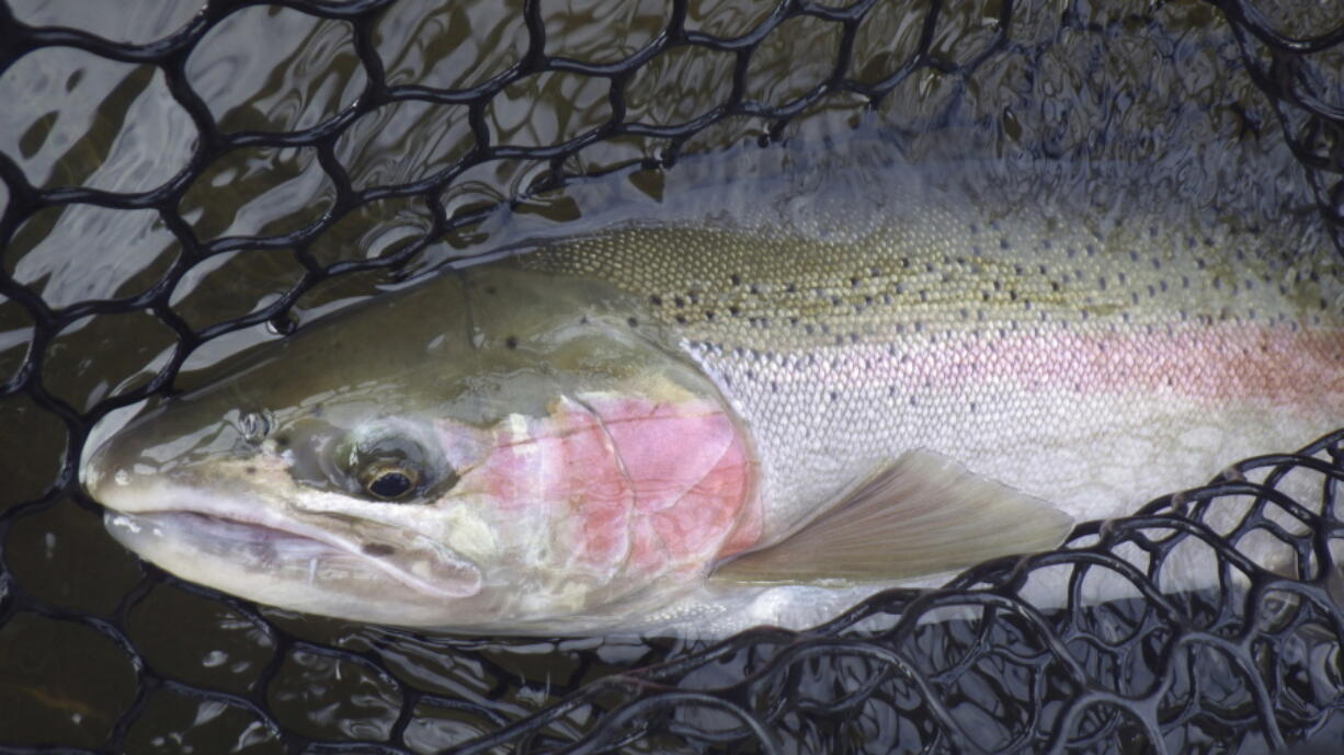 A wild Idaho Salmon River steelhead is netted and released in the Salmon River in Idaho. A group convened by Idaho Gov. Brad Little to find consensus ways to bolster faltering salmon and steelhead has released a report encouraging habitat restoration and collaboration but steering clear of dam breaching.