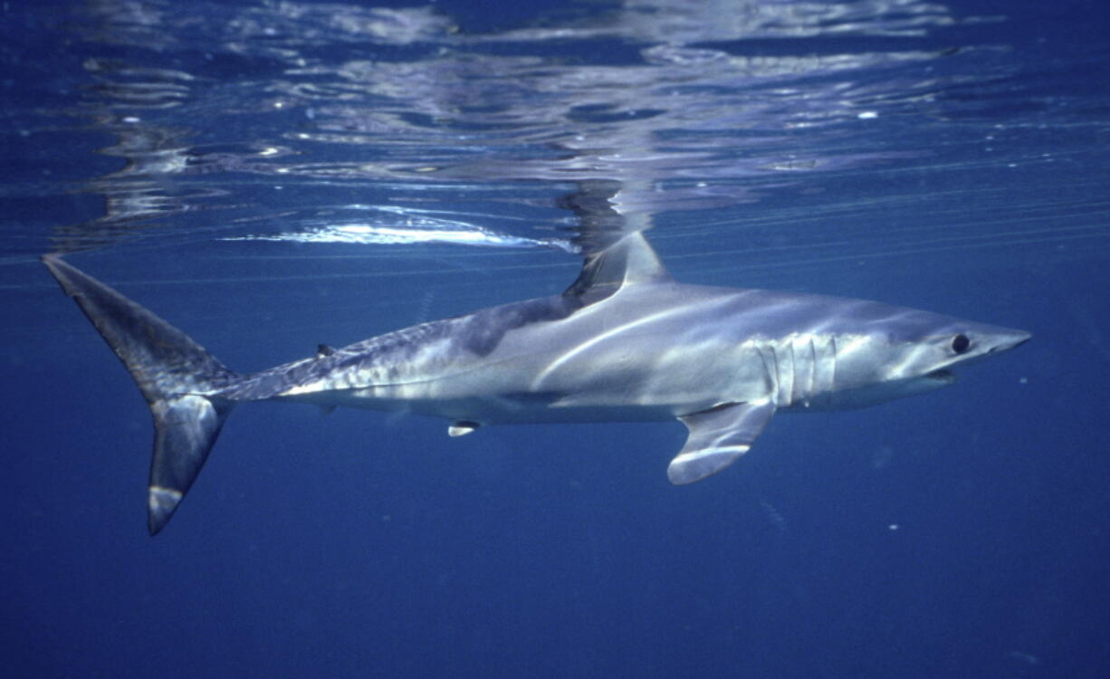 In a study published Jan. 27, researchers found the abundance of oceanic sharks, like this shortfin mako shark, and rays has dropped more than 70 percent between 1970 and 2018.