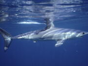 In a study published Jan. 27, researchers found the abundance of oceanic sharks, like this shortfin mako shark, and rays has dropped more than 70 percent between 1970 and 2018.